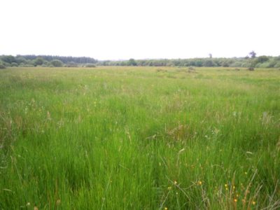 Wet Grassland